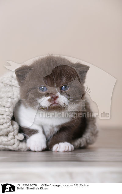 Britisch Kurzhaar Ktzchen / British Shorthair Kitten / RR-88078