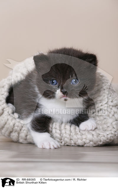 Britisch Kurzhaar Ktzchen / British Shorthair Kitten / RR-88085