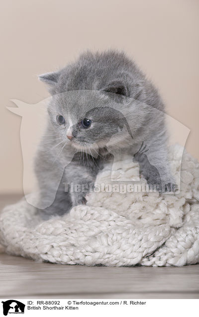 Britisch Kurzhaar Ktzchen / British Shorthair Kitten / RR-88092