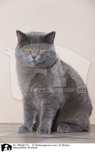 sitzende Britisch Kurzhaar / sitting British Shorthair / RR-88115