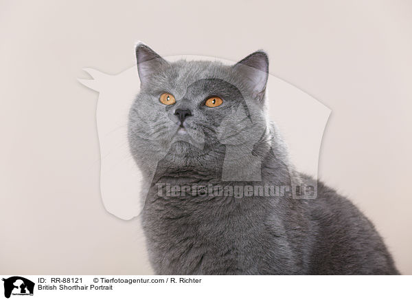 Britisch Kurzhaar Portrait / British Shorthair Portrait / RR-88121