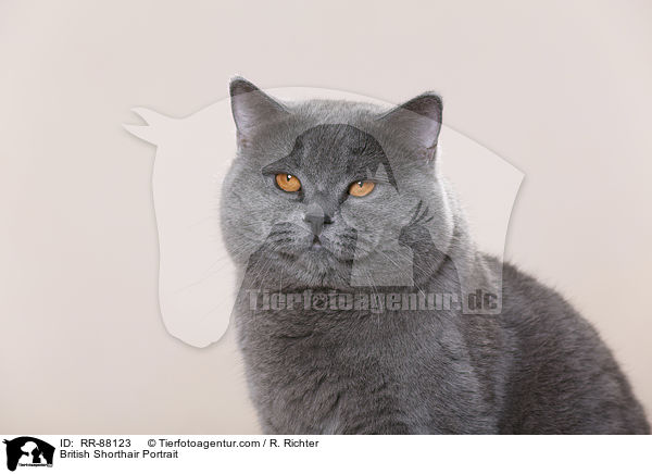 Britisch Kurzhaar Portrait / British Shorthair Portrait / RR-88123