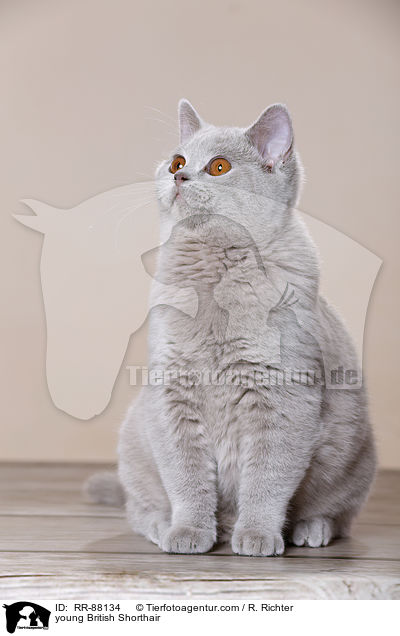 junge Britisch Kurzhaar / young British Shorthair / RR-88134