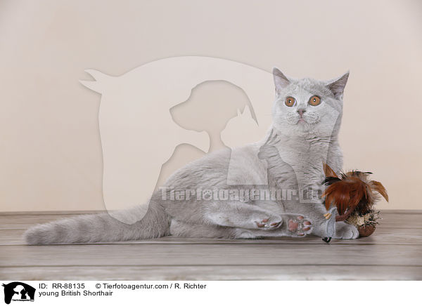 junge Britisch Kurzhaar / young British Shorthair / RR-88135