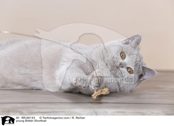 junge Britisch Kurzhaar / young British Shorthair / RR-88144