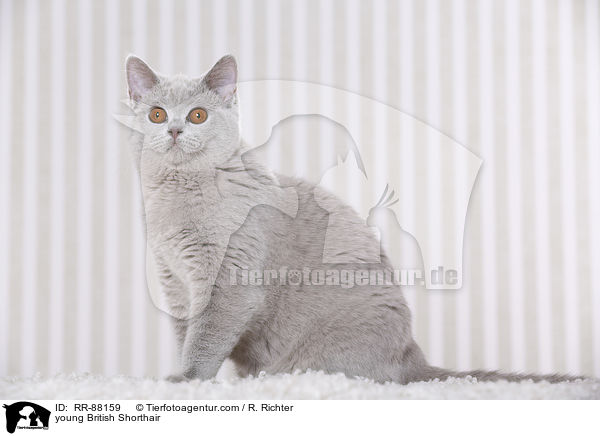 junge Britisch Kurzhaar / young British Shorthair / RR-88159