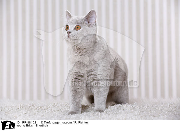 junge Britisch Kurzhaar / young British Shorthair / RR-88162