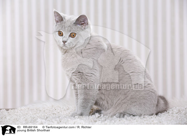 junge Britisch Kurzhaar / young British Shorthair / RR-88164