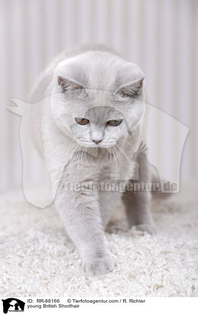 junge Britisch Kurzhaar / young British Shorthair / RR-88166