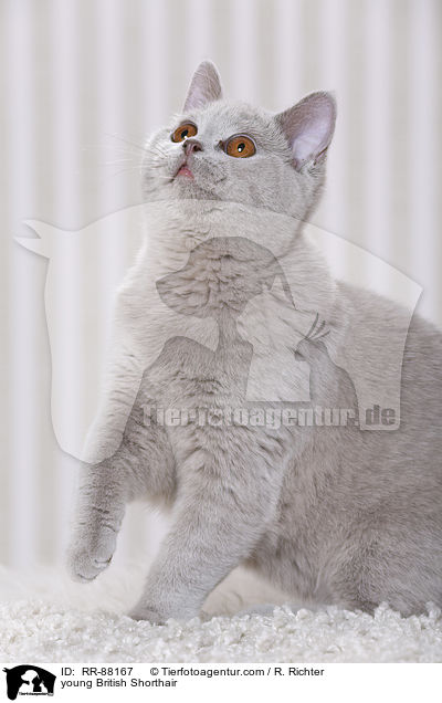 junge Britisch Kurzhaar / young British Shorthair / RR-88167