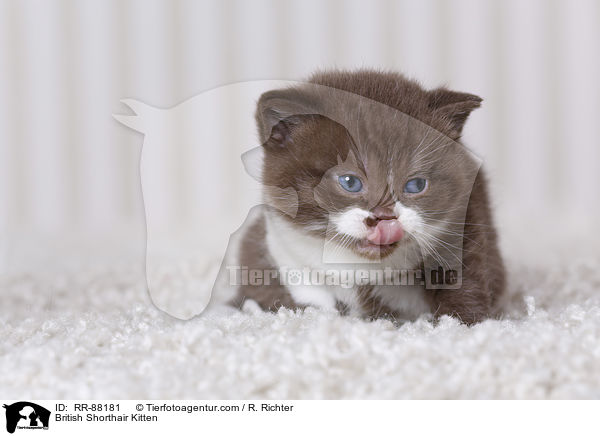 Britisch Kurzhaar Ktzchen / British Shorthair Kitten / RR-88181