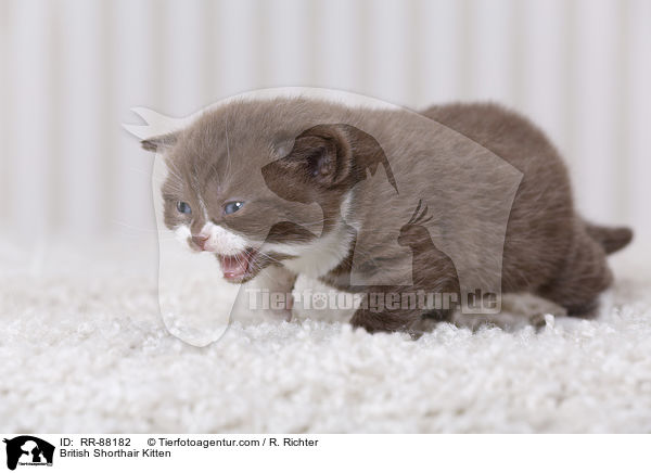 Britisch Kurzhaar Ktzchen / British Shorthair Kitten / RR-88182