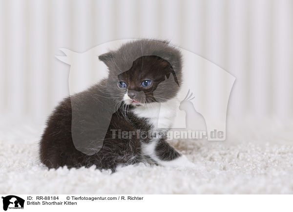 Britisch Kurzhaar Ktzchen / British Shorthair Kitten / RR-88184