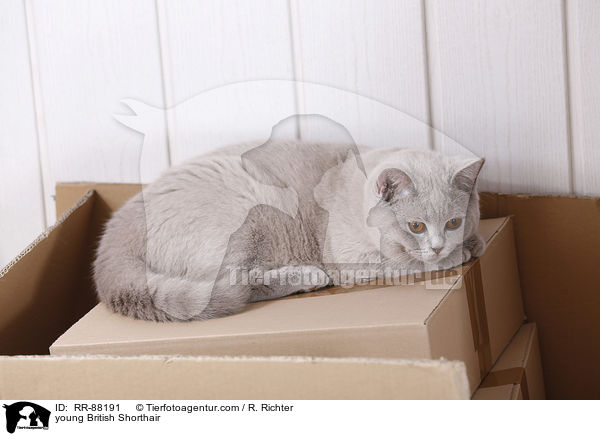 junge Britisch Kurzhaar / young British Shorthair / RR-88191