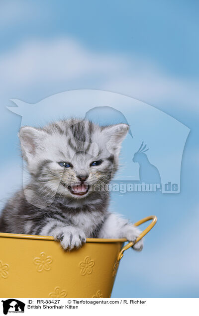 Britisch Kurzhaar Ktzchen / British Shorthair Kitten / RR-88427