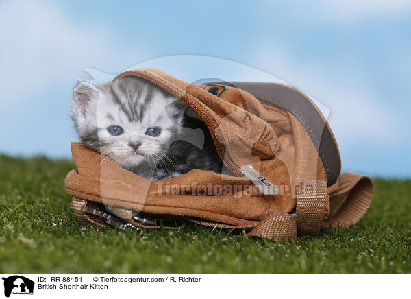 Britisch Kurzhaar Ktzchen / British Shorthair Kitten / RR-88451