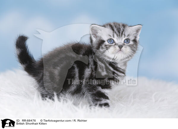 Britisch Kurzhaar Ktzchen / British Shorthair Kitten / RR-88476