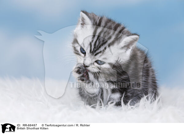 Britisch Kurzhaar Ktzchen / British Shorthair Kitten / RR-88487