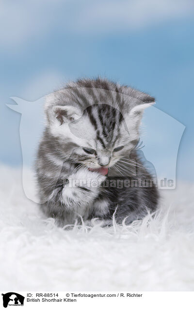 Britisch Kurzhaar Ktzchen / British Shorthair Kitten / RR-88514