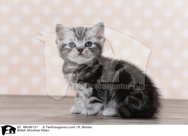 Britisch Kurzhaar Ktzchen / British Shorthair Kitten / RR-89131