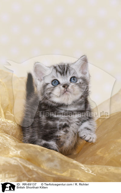 Britisch Kurzhaar Ktzchen / British Shorthair Kitten / RR-89137