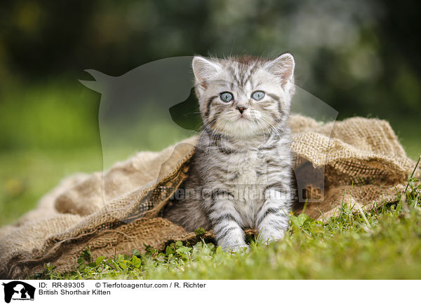 Britisch Kurzhaar Ktzchen / British Shorthair Kitten / RR-89305