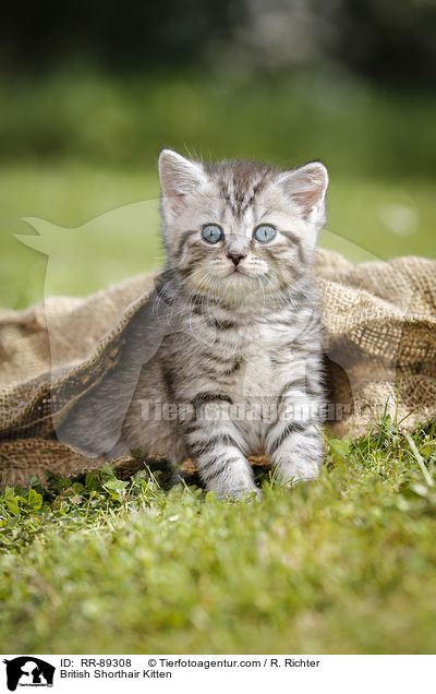Britisch Kurzhaar Ktzchen / British Shorthair Kitten / RR-89308