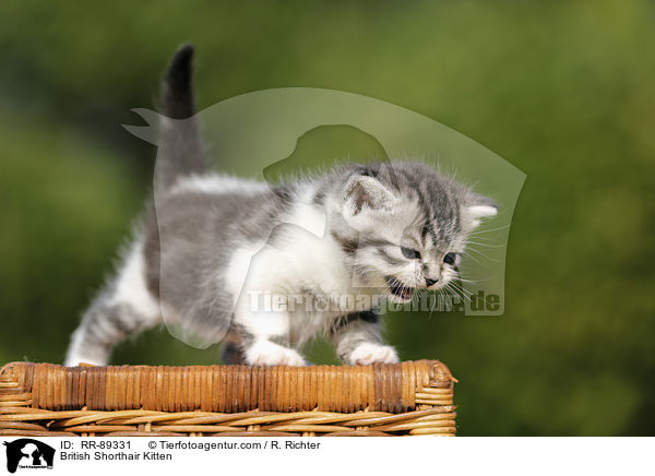 Britisch Kurzhaar Ktzchen / British Shorthair Kitten / RR-89331