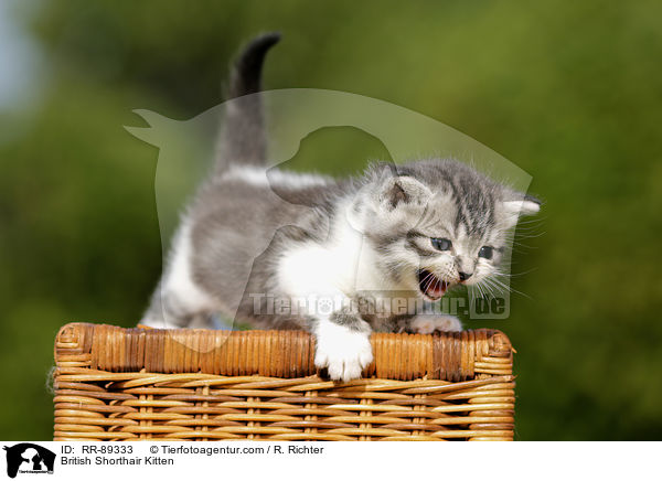 Britisch Kurzhaar Ktzchen / British Shorthair Kitten / RR-89333