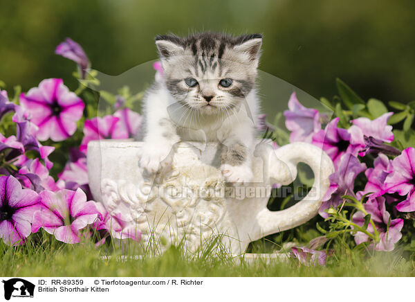 Britisch Kurzhaar Ktzchen / British Shorthair Kitten / RR-89359