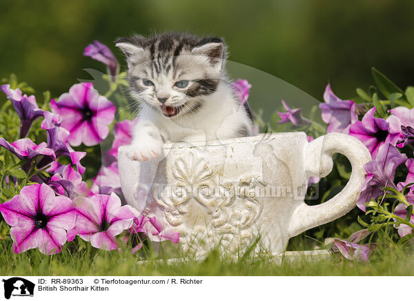 Britisch Kurzhaar Ktzchen / British Shorthair Kitten / RR-89363