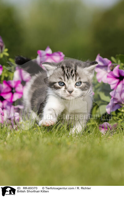 Britisch Kurzhaar Ktzchen / British Shorthair Kitten / RR-89370