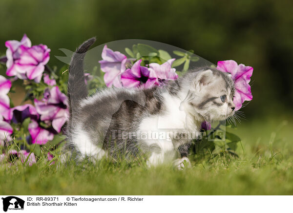Britisch Kurzhaar Ktzchen / British Shorthair Kitten / RR-89371