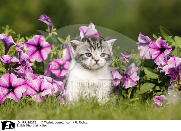 Britisch Kurzhaar Ktzchen / British Shorthair Kitten / RR-89373