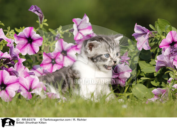 Britisch Kurzhaar Ktzchen / British Shorthair Kitten / RR-89378