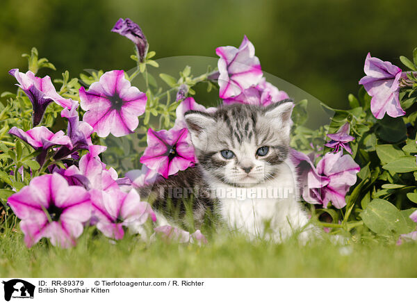 Britisch Kurzhaar Ktzchen / British Shorthair Kitten / RR-89379