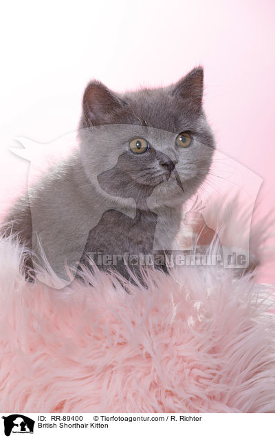 Britisch Kurzhaar Ktzchen / British Shorthair Kitten / RR-89400