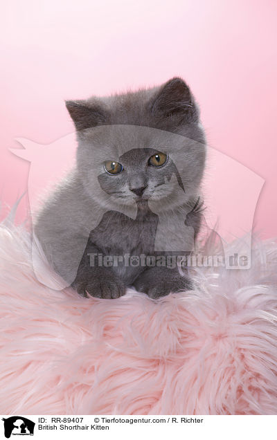 Britisch Kurzhaar Ktzchen / British Shorthair Kitten / RR-89407