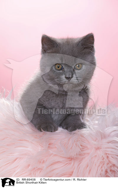 Britisch Kurzhaar Ktzchen / British Shorthair Kitten / RR-89408