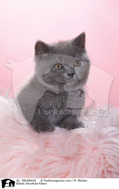 Britisch Kurzhaar Ktzchen / British Shorthair Kitten / RR-89409