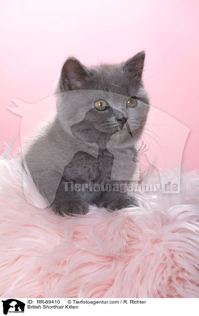 Britisch Kurzhaar Ktzchen / British Shorthair Kitten / RR-89410