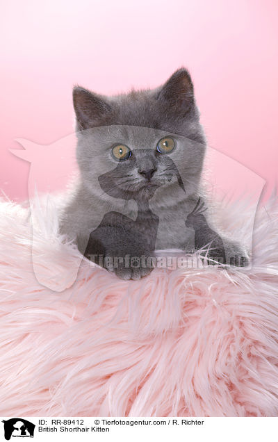 Britisch Kurzhaar Ktzchen / British Shorthair Kitten / RR-89412