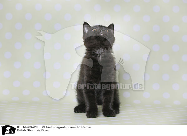 Britisch Kurzhaar Ktzchen / British Shorthair Kitten / RR-89420