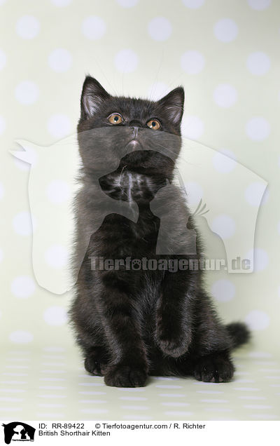 Britisch Kurzhaar Ktzchen / British Shorthair Kitten / RR-89422