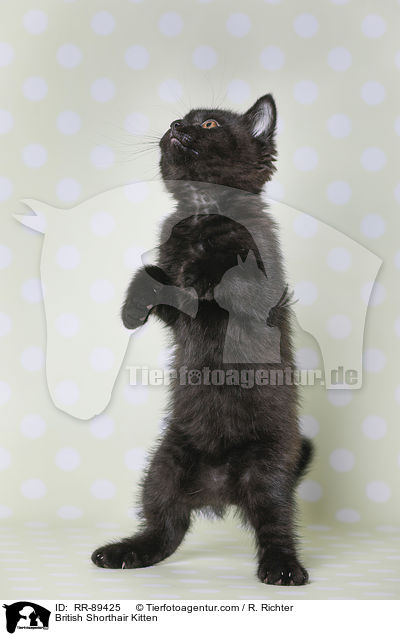 Britisch Kurzhaar Ktzchen / British Shorthair Kitten / RR-89425