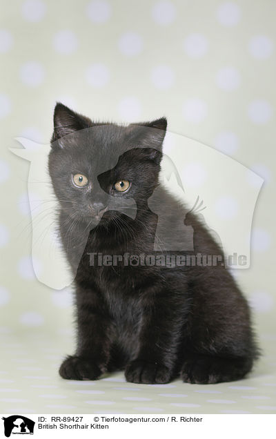 Britisch Kurzhaar Ktzchen / British Shorthair Kitten / RR-89427