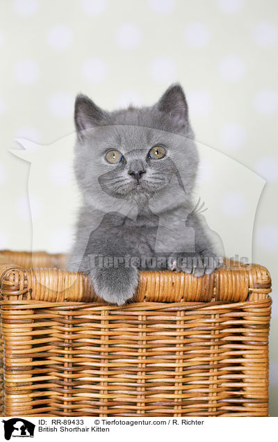 Britisch Kurzhaar Ktzchen / British Shorthair Kitten / RR-89433