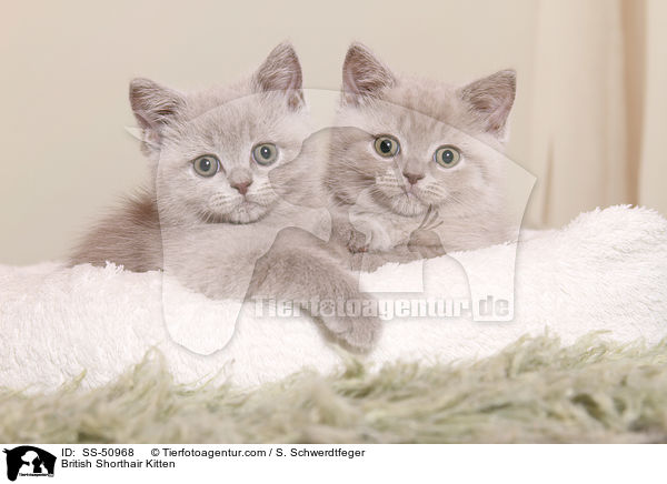 Britisch Kurzhaar Ktzchen / British Shorthair Kitten / SS-50968