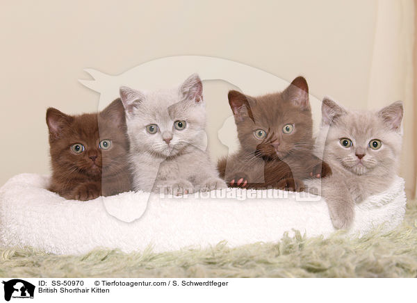 Britisch Kurzhaar Ktzchen / British Shorthair Kitten / SS-50970