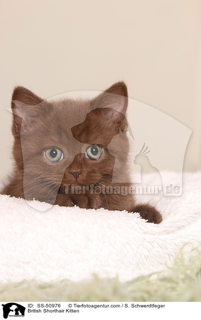 Britisch Kurzhaar Ktzchen / British Shorthair Kitten / SS-50976